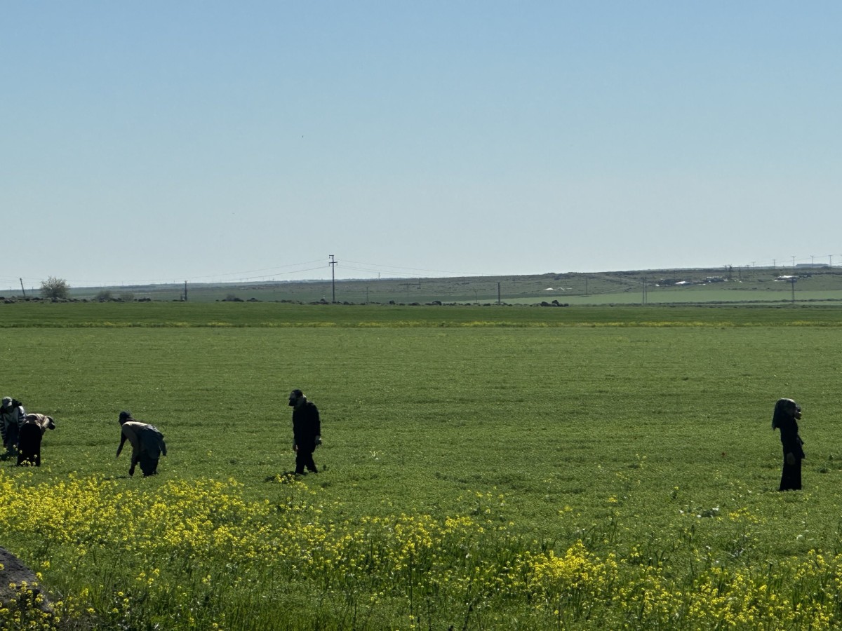 Şanlıurfa’da mercimekte rekor üretim bekleniyor