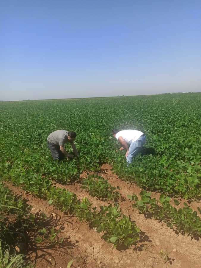 Şanlıurfa'da soya ekimi yaygınlaşıyor