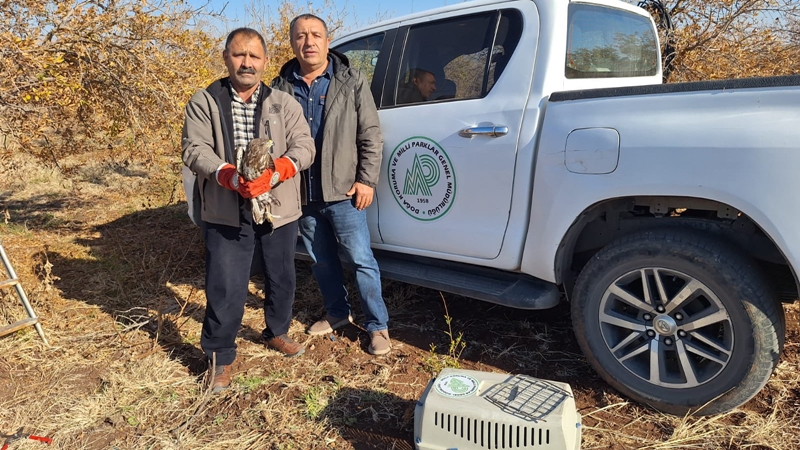 Şanlıurfa'da yaralı atmaca kurtarıldı